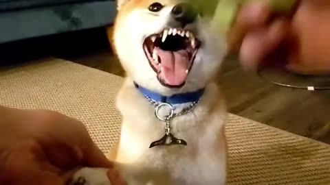 Funny dog video