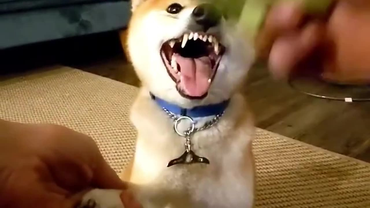 Funny dog video