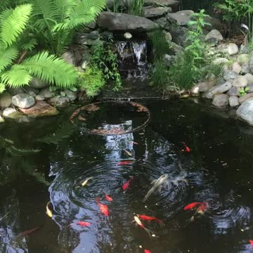 Koi Pond - 09/01/2022