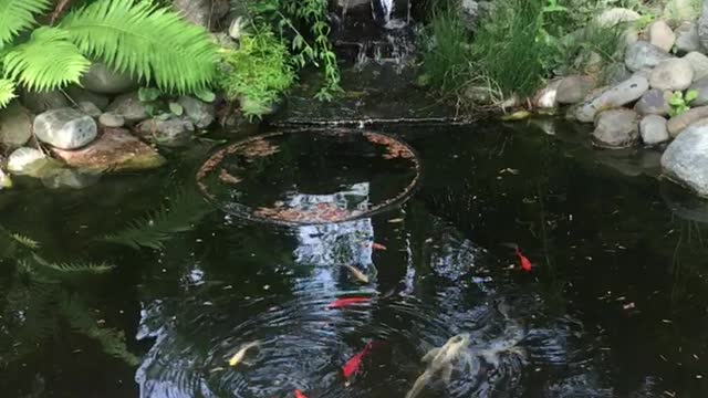 Koi Pond - 09/01/22