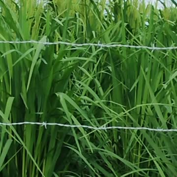 O Acre é a terra que mana leite e