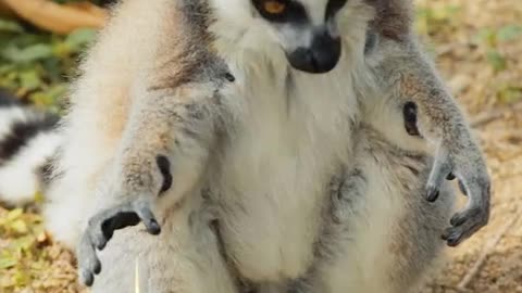 Cute ring-tailed lemur