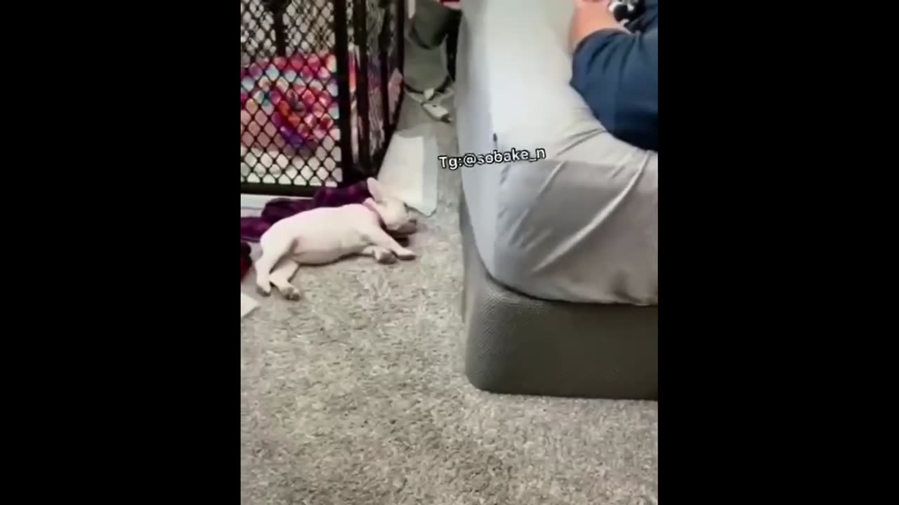 Puppy Sneaking back to bed, LOL