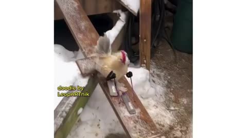 If checkens has arms