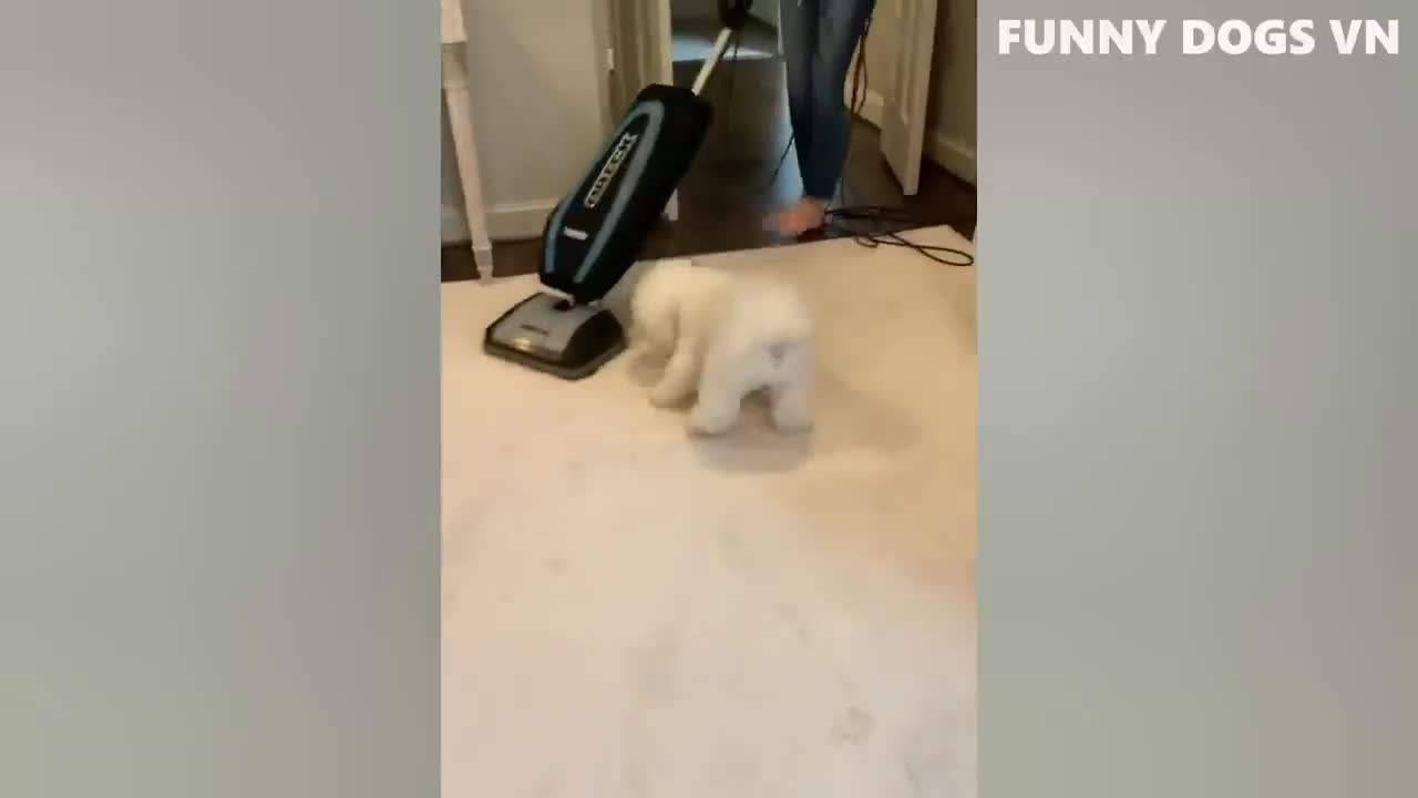 Funny animals videos