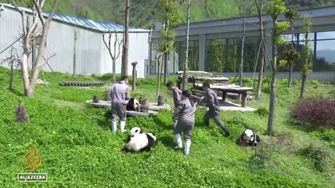 Two giant pandas sent by China arrive in Qatar ahead of World Cup (1)