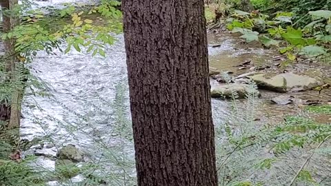 Gatlinburg Cabin view last day when the water was back to normal #rvlife #rv #glamping48