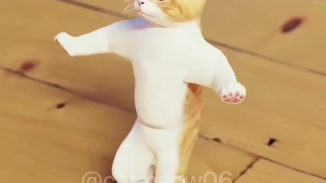 CAT DANCE VERY FUNNY