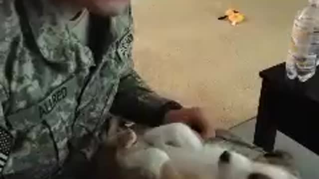 Little puppy kicks his legs when he's tickled!