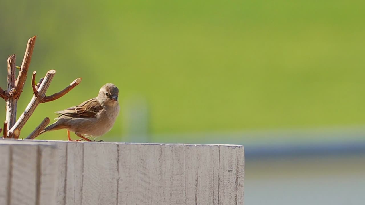 Sparrow Bird Jump