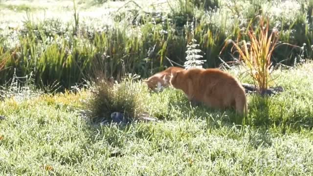 Cats vs Cats Fighting and Angery Animals