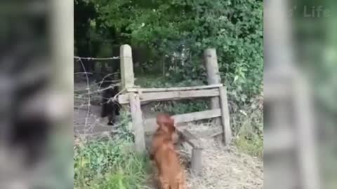 Funny And Cute Dog 🐶 Videos That Will Make You Laugh All Day Long 🤣