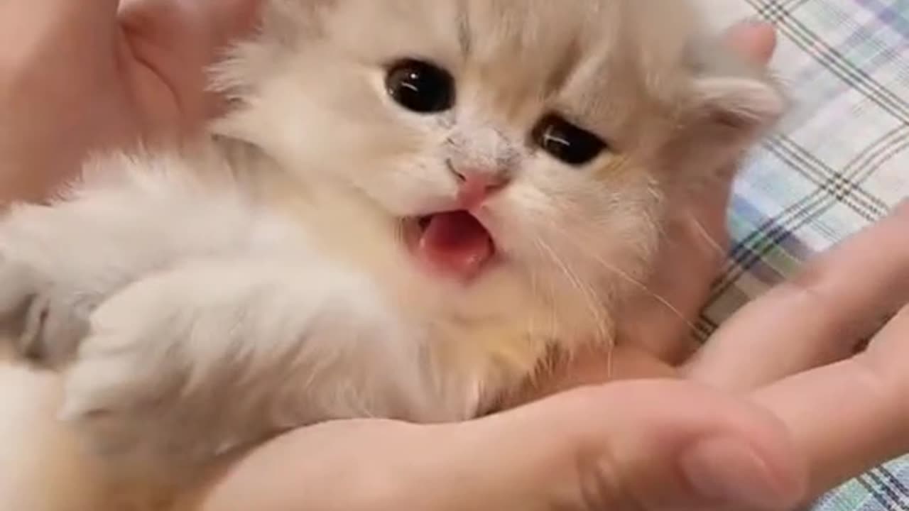 Cute cat