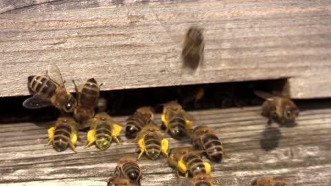 Bees ,Bees video,Animal video,Animal