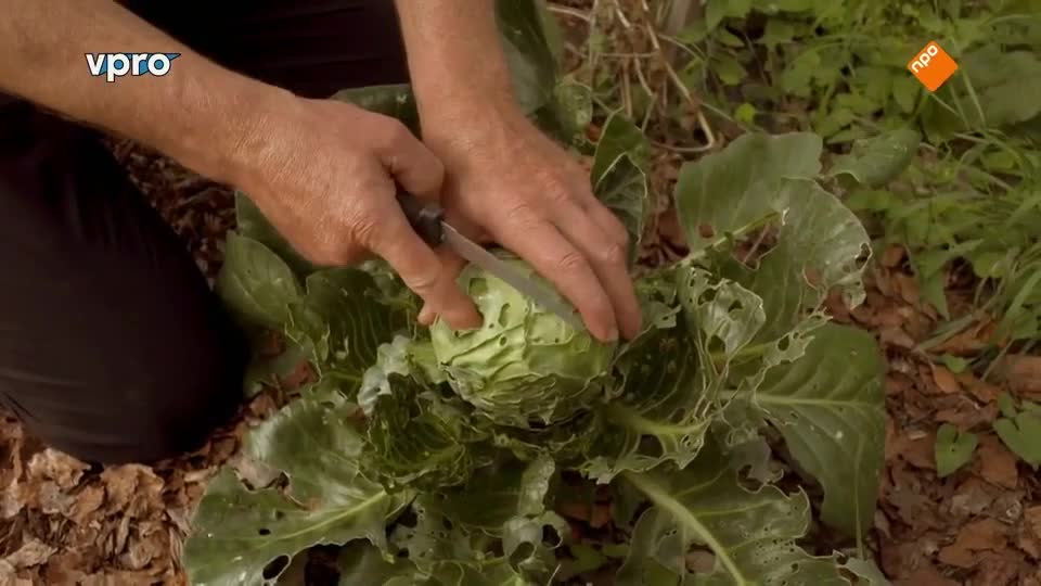 Maartens Moestuin deel 4/10. Wortel, ui en witte kool.
