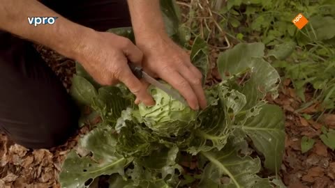 Maartens Moestuin deel 4/10. Wortel, ui en witte kool.
