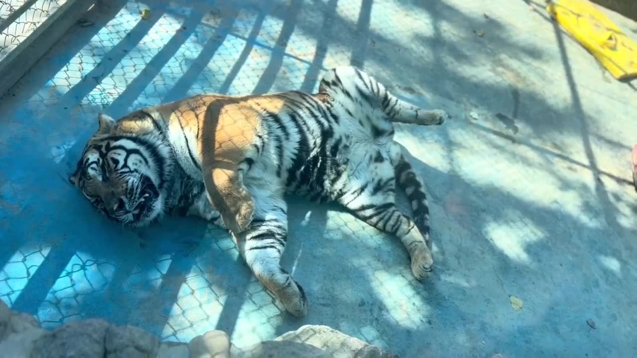 Tiger Sleeping