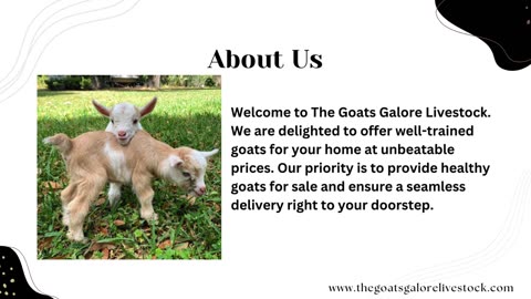 Purchase Nigerian Goat