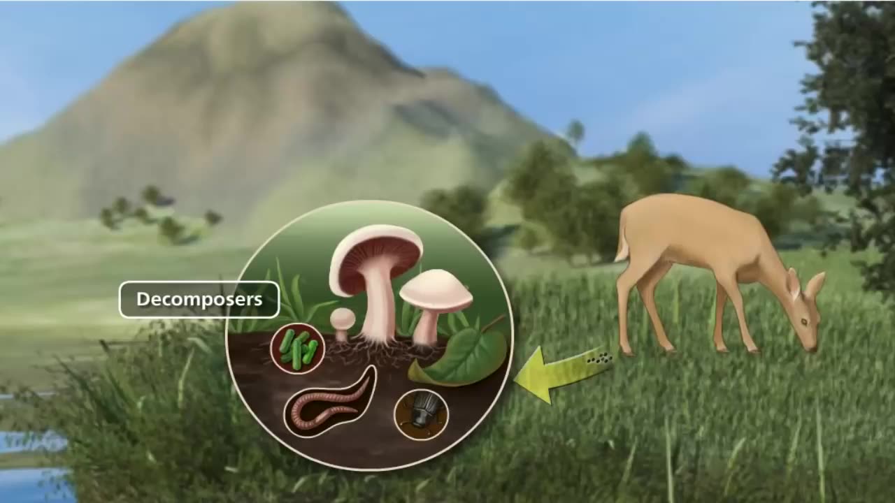 Carbon Cycle 3D video | Amazing interesting Science