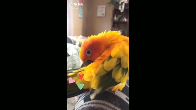 Funny birds compilation |TikTok | Parrots