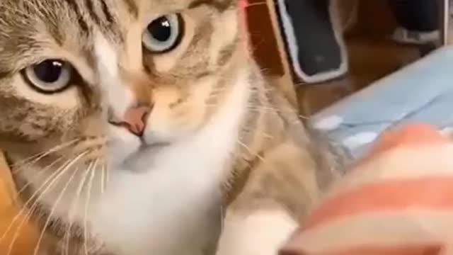 Compilation of Cats Funny Videos ( try not to laugh 2021 )😂