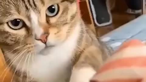 Compilation of Cats Funny Videos ( try not to laugh 2021 )😂