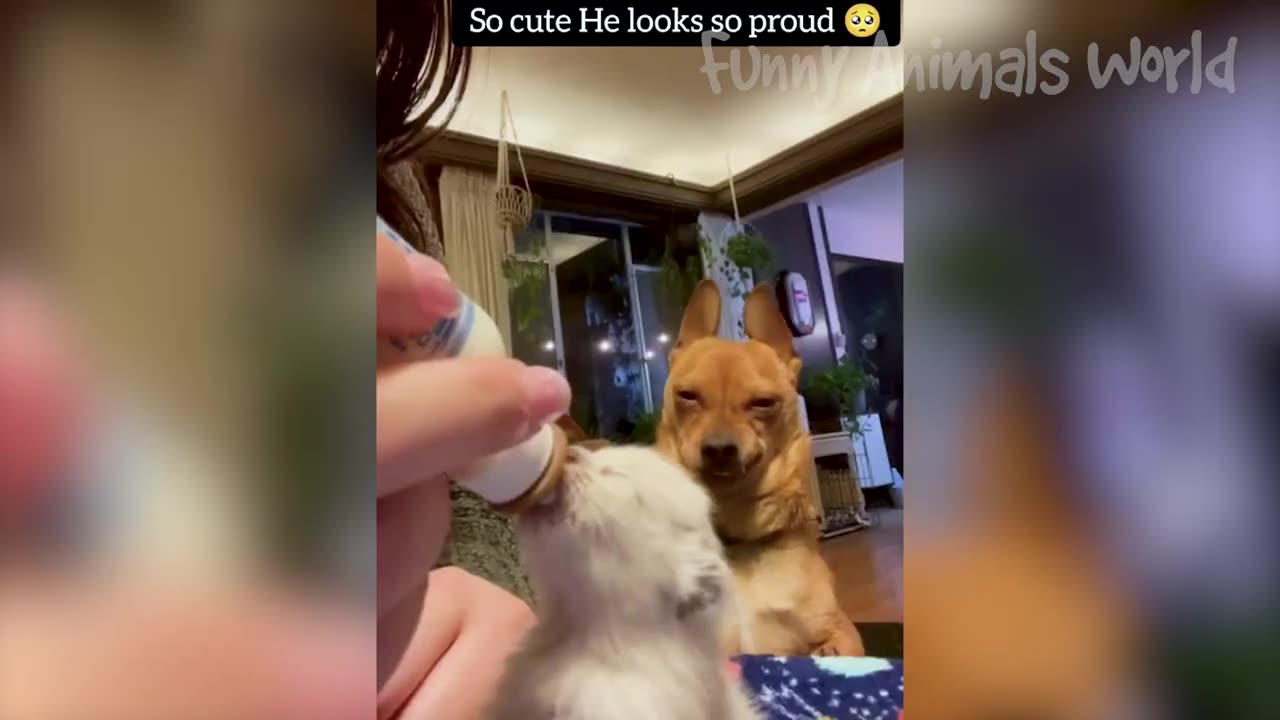 Funny Animal Videos 2023 😇 - Funniest Dogs and Cats Videos 😅 #4