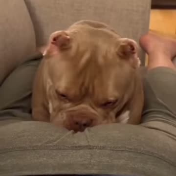 Funny animals reactions as the owners fart