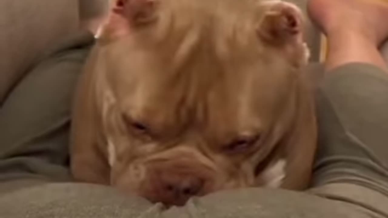 Funny animals reactions as the owners fart