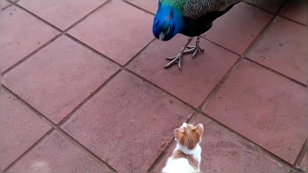 Cat vs Peacock Compilation