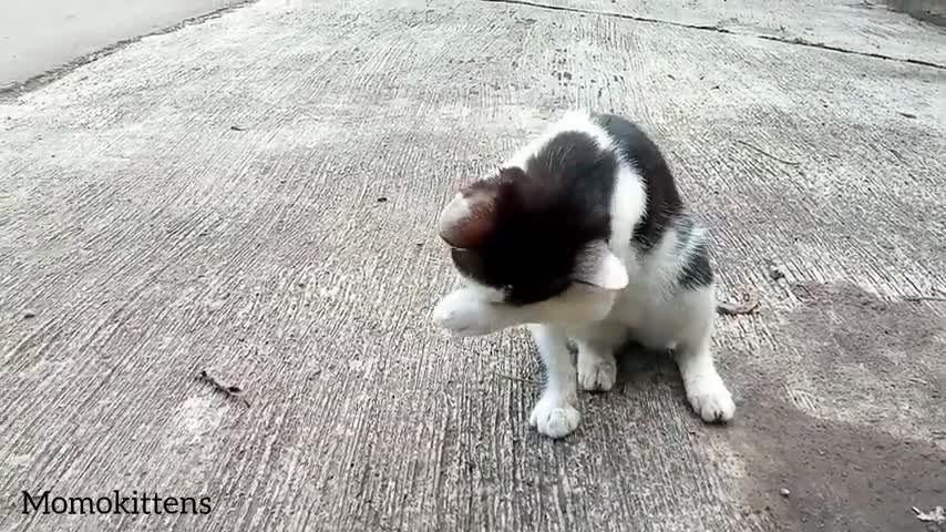 Finding street kittens and feeding them street feeding #momokittens #cat #kittens #animals