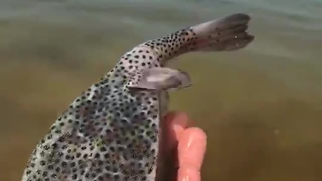 Strange fish.