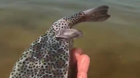 Strange fish.