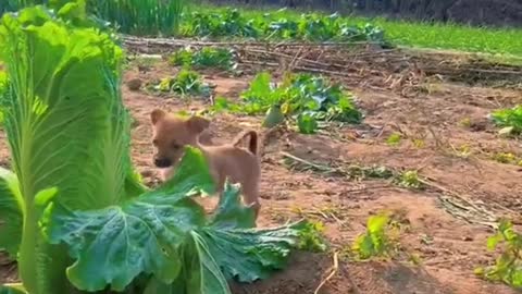 This vegetable dog is too lively