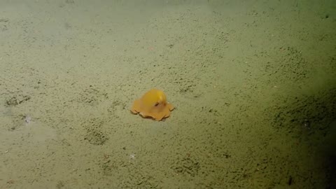 Shy Octopus Hides Inside Its Own Tentacles _ Nautilus Live