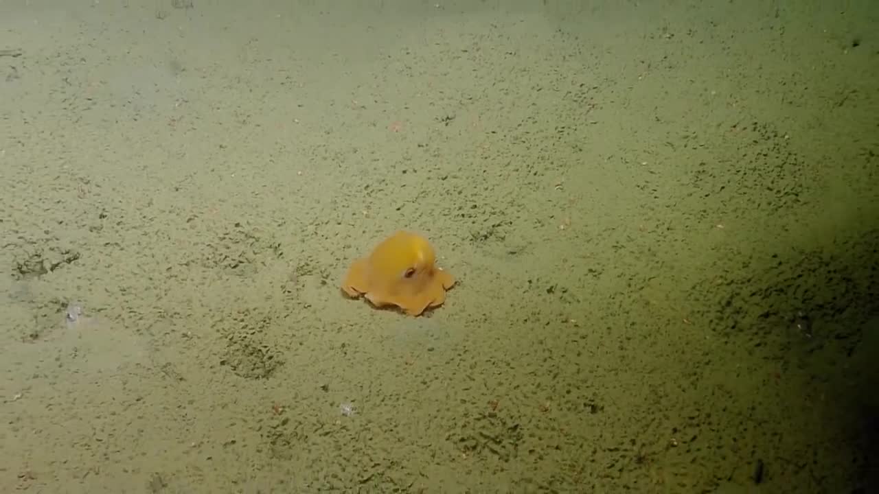 Shy Octopus Hides Inside Its Own Tentacles _ Nautilus Live