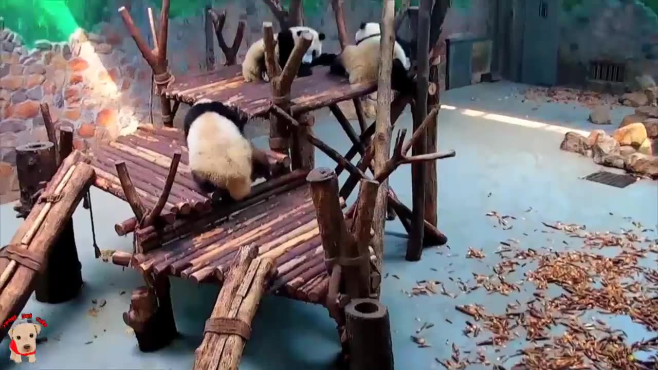 Cute panda video collection