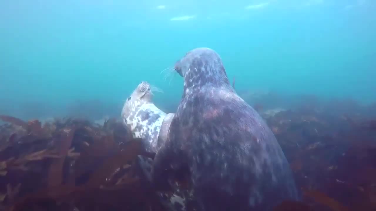 Romance Beneath the Waves_ Grey Seals Get Close on Seabed