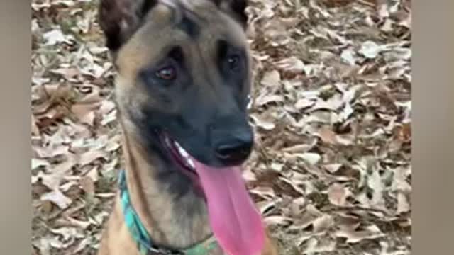 Belgian Malinois aggressive attacks rope swing