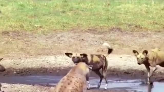 The fight between wild dogs and hyena