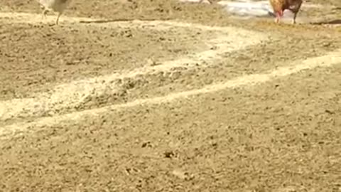 Amanda Grace Talks...Morning frolicking and fun with the animals!