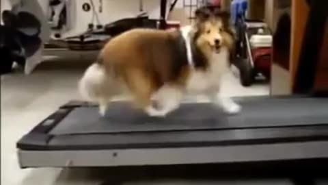 Dog Cheats On A Treadmill