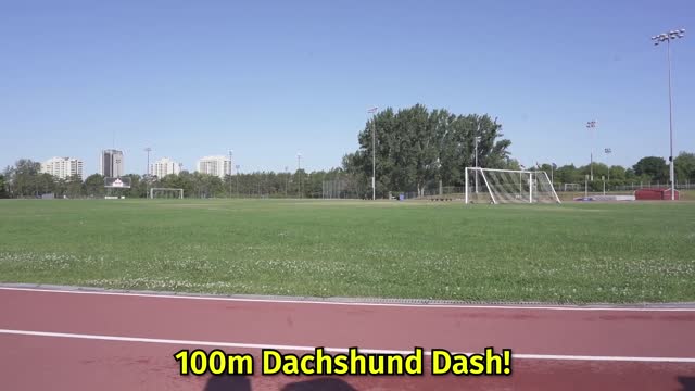 The 100m Dachshund Dash! - Wiener Dog Race!