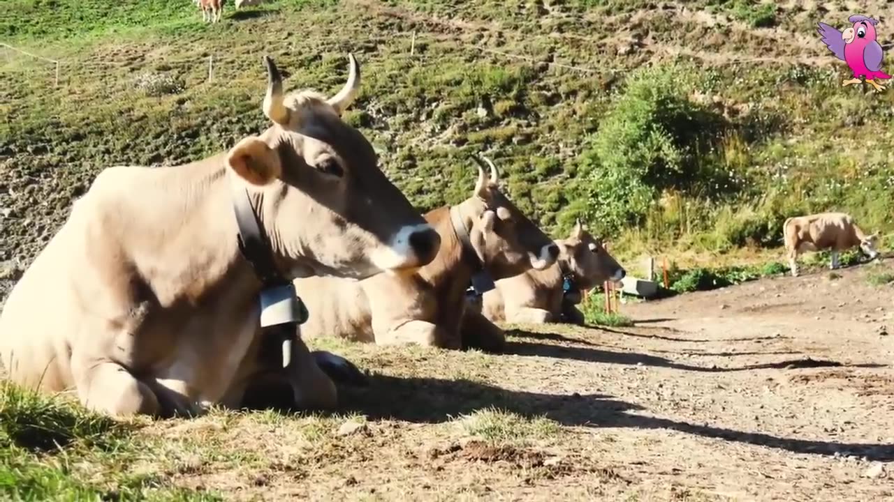 Cows mooing and grazing a field