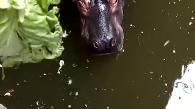 Hippos