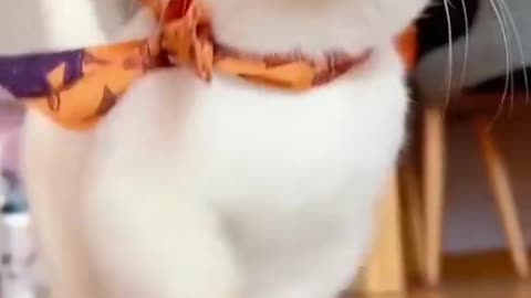 "Graceful Paws: Captivating Cat's Charming Stroll"