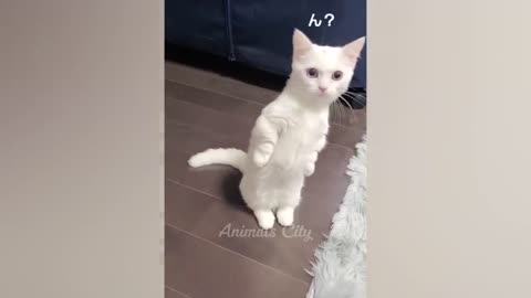 Cute and Funny Animals Compilation #25