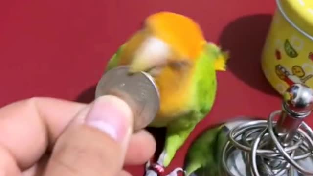 Smart parrot