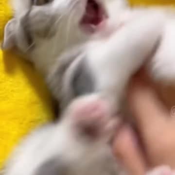 Cute cat video and kittycat video , Baby cat video