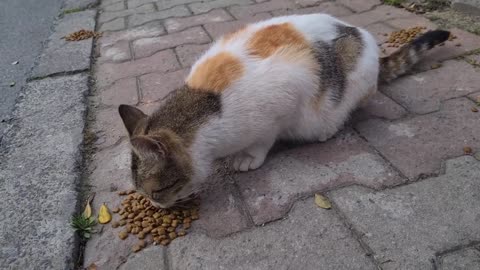 I_ve never seen so many cute calico cats together before